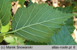 Rubus gothicus (jeżyna gocka)