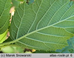 Rubus gothicus (jeżyna gocka)