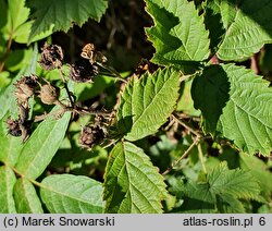 Rubus gothicus (jeżyna gocka)