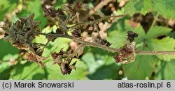 Rubus gothicus (jeżyna gocka)