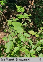 Rubus gothicus (jeżyna gocka)