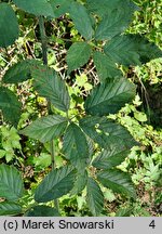 Rubus pericrispatus (jeżyna kędzierzawa)