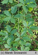 Rubus pericrispatus (jeżyna kędzierzawa)