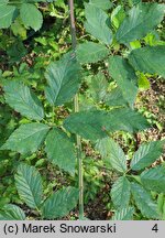 Rubus pericrispatus (jeżyna kędzierzawa)