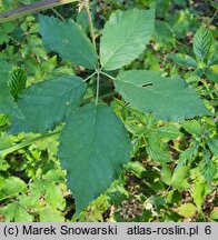 Rubus pericrispatus (jeżyna kędzierzawa)