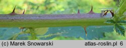 Rubus pericrispatus (jeżyna kędzierzawa)