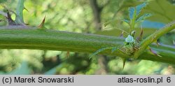 Rubus pericrispatus (jeżyna kędzierzawa)