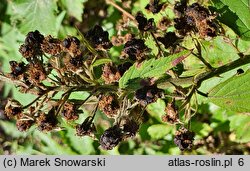 Rubus pericrispatus (jeżyna kędzierzawa)