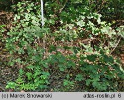 Rubus senticosus (jeżyna górska)