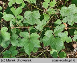 Rubus senticosus (jeżyna górska)