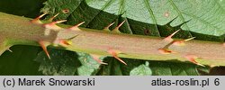 Rubus senticosus (jeżyna górska)