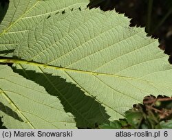 Rubus senticosus (jeżyna górska)