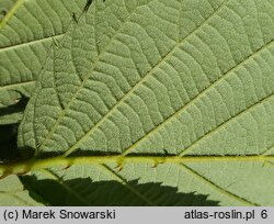 Rubus senticosus (jeżyna górska)