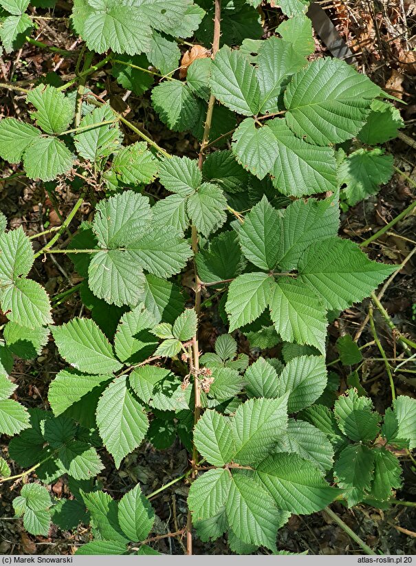 Rubus senticosus (jeżyna górska)