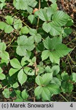 Rubus senticosus (jeżyna górska)