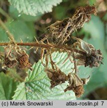 Rubus senticosus (jeżyna górska)