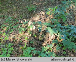 Rubus chaerophylloides (jeżyna świerząbkolistna)