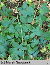 Rubus chaerophylloides (jeżyna świerząbkolistna)