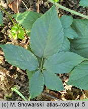 Rubus chaerophylloides (jeżyna świerząbkolistna)