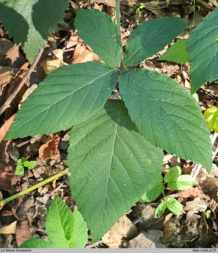 Rubus chaerophylloides (jeżyna świerząbkolistna)