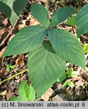 Rubus chaerophylloides (jeżyna świerząbkolistna)