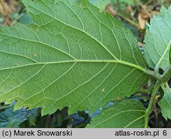 Rubus chaerophylloides (jeżyna świerząbkolistna)