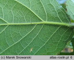 Rubus chaerophylloides (jeżyna świerząbkolistna)