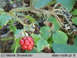 Rubus chaerophylloides (jeżyna świerząbkolistna)