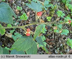 Rubus chaerophylloides (jeżyna świerząbkolistna)