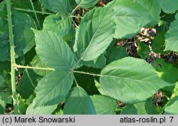 Rubus macrophyllus (jeżyna wielkolistna)