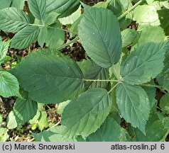 Rubus macrophyllus (jeżyna wielkolistna)