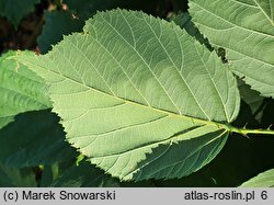 Rubus macrophyllus (jeżyna wielkolistna)