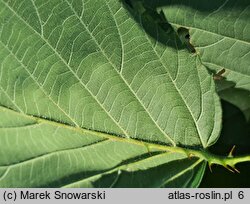 Rubus macrophyllus (jeżyna wielkolistna)