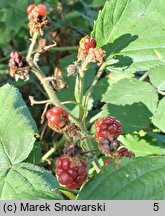 Rubus macrophyllus (jeżyna wielkolistna)