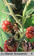 Rubus macrophyllus (jeżyna wielkolistna)