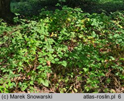 Rubus baenitzii (jeżyna Baenitza)