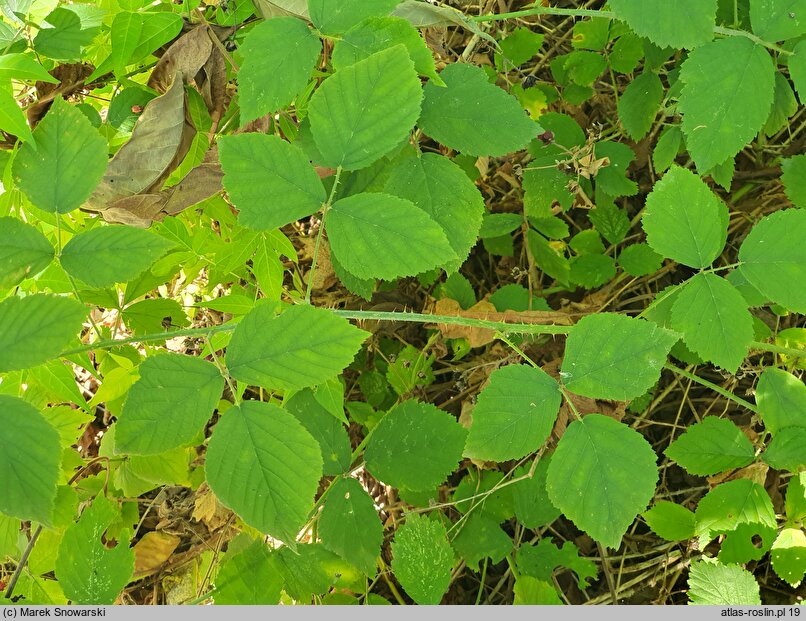 Rubus baenitzii (jeżyna Baenitza)