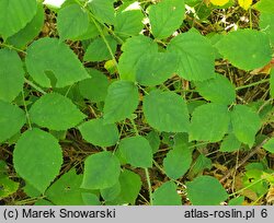 Rubus baenitzii (jeżyna Baenitza)