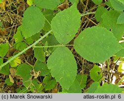 Rubus baenitzii (jeżyna Baenitza)