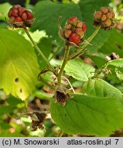 Rubus baenitzii (jeżyna Baenitza)