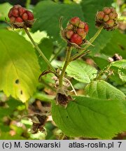 Rubus baenitzii (jeżyna Baenitza)