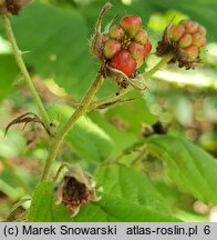 Rubus baenitzii (jeżyna Baenitza)