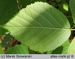 Rubus baenitzii (jeżyna Baenitza)