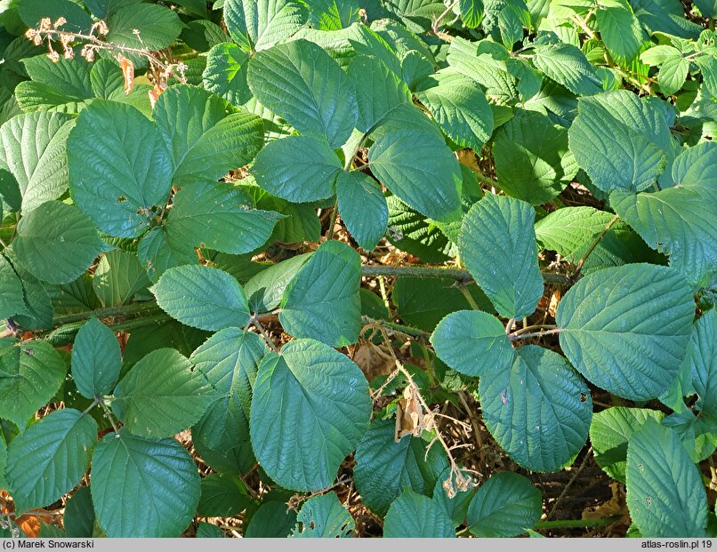 Rubus limitaneus (jeżyna pomorska)