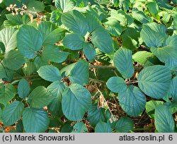 Rubus limitaneus (jeżyna pomorska)