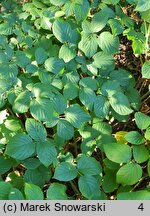 Rubus limitaneus (jeżyna pomorska)