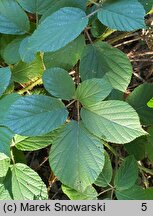 Rubus limitaneus (jeżyna pomorska)