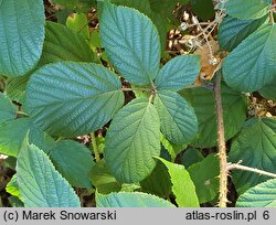 Rubus limitaneus (jeżyna pomorska)