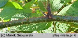 Rubus limitaneus (jeżyna pomorska)