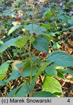 Rubus limitaneus (jeżyna pomorska)